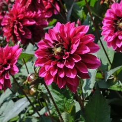 Dahlia 'Purple Haze' 6 Dahlia 'Purple Haze' -Leaf Sprigs Sales Store x600 28859