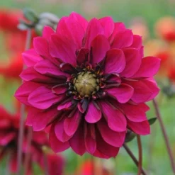 Dahlia 'Purple Haze' 7 Dahlia 'Purple Haze' -Leaf Sprigs Sales Store x600 28860