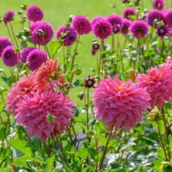 Dahlia 'Omega' -Leaf Sprigs Sales Store x600 28913