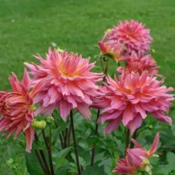 Dahlia 'Omega' -Leaf Sprigs Sales Store x600 28914