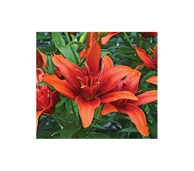 Bold Colors Asiatic Lily Mix 10 Bold Colors Asiatic Lily Mix - Image 10