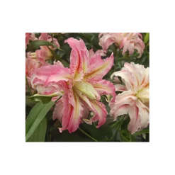 Lilium 'Broken Heart'