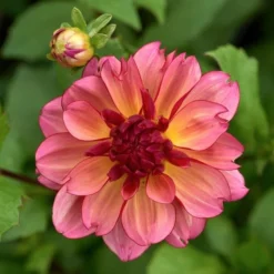 Dahlia 'Rawhide' -Leaf Sprigs Sales Store x600 29000