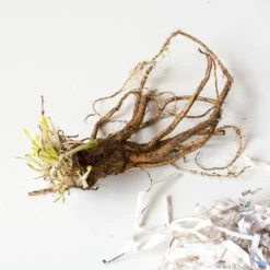 Papaver Orientale 'Curlilocks'