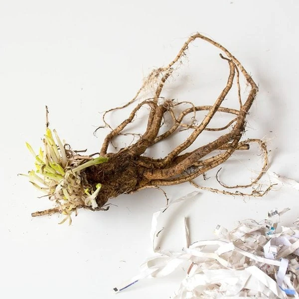 Papaver Orientale 'Pinnacle' 2 Papaver Orientale 'Pinnacle' - Image 2