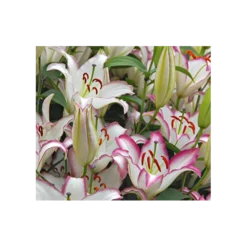Lilium 'Hotline'