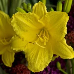 Hemerocallis (Daylily) 'Happy Returns' -Leaf Sprigs Sales Store x600 29065