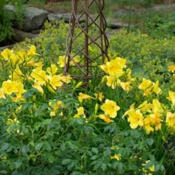 Hemerocallis (Daylily) 'Happy Returns' -Leaf Sprigs Sales Store x600 29066
