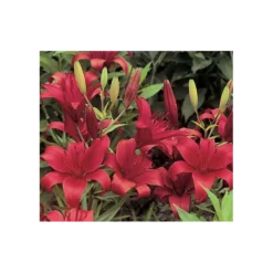 Bold Colors Asiatic Lily Mix 21 Bold Colors Asiatic Lily Mix -Leaf Sprigs Sales Store x600 2918