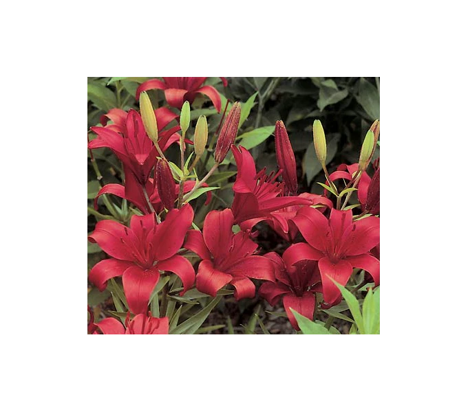 Bold Colors Asiatic Lily Mix 11 Bold Colors Asiatic Lily Mix - Image 11
