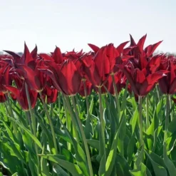 Tulip 'Sarah Raven' -Leaf Sprigs Sales Store x600 29259