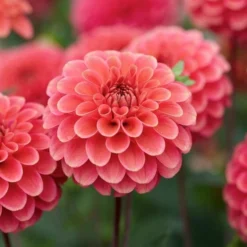 Dahlia 'Zundert Mystery Fox' 5 Dahlia 'Zundert Mystery Fox' -Leaf Sprigs Sales Store x600 29337