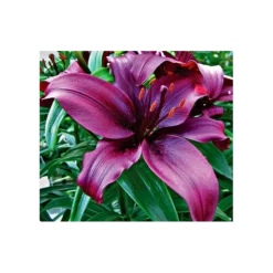Bold Colors Asiatic Lily Mix 19 Bold Colors Asiatic Lily Mix -Leaf Sprigs Sales Store x600 2938