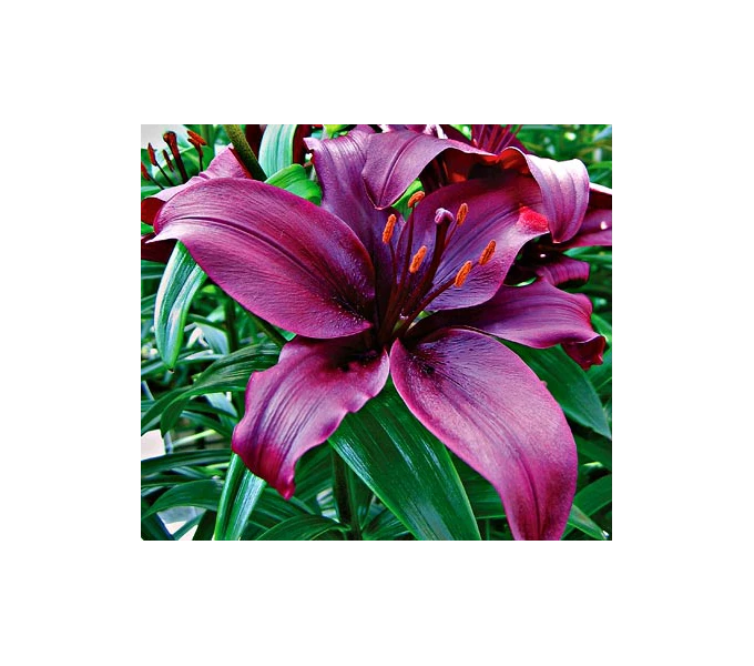 Bold Colors Asiatic Lily Mix 9 Bold Colors Asiatic Lily Mix - Image 9