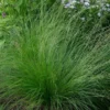 Ornamental Grass: Sporobolus Heterolepis