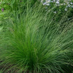 Ornamental Grass: Sporobolus Heterolepis