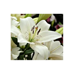 Bold Colors Asiatic Lily Mix 18 Bold Colors Asiatic Lily Mix -Leaf Sprigs Sales Store x600 2947