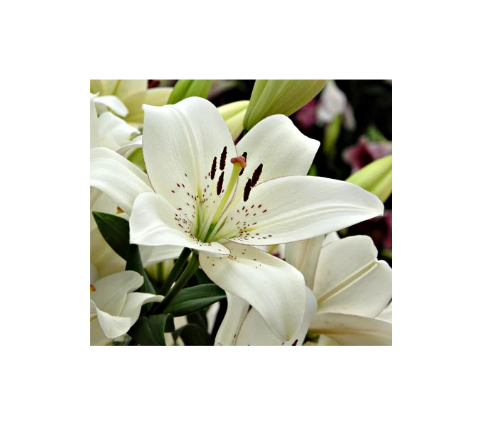 Bold Colors Asiatic Lily Mix 8 Bold Colors Asiatic Lily Mix - Image 8