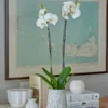 White Moth Orchid In 5½" Ceramic Cachepot