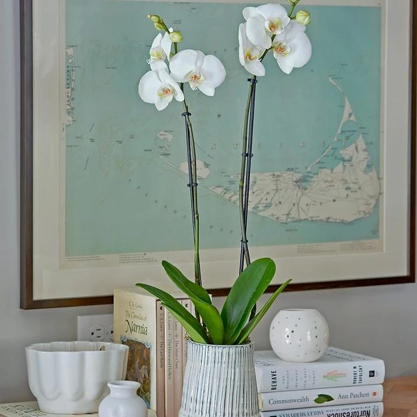 White Moth Orchid In 5½" Ceramic Cachepot 1 White Moth Orchid In 5½" Ceramic Cachepot