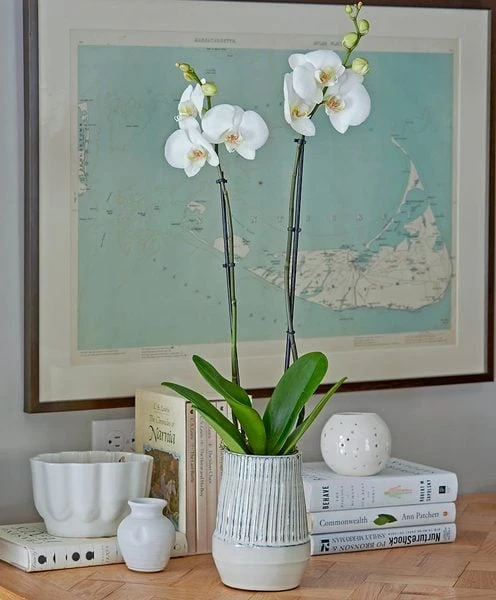 White Moth Orchid In 5½" Ceramic Cachepot 2 White Moth Orchid In 5½" Ceramic Cachepot - Image 2