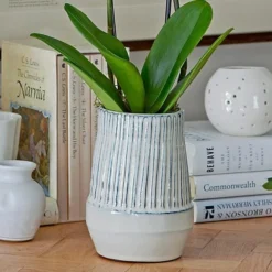 White Moth Orchid In 5½" Ceramic Cachepot 6 White Moth Orchid In 5½" Ceramic Cachepot -Leaf Sprigs Sales Store x600 29490