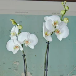 White Moth Orchid In 5½" Ceramic Cachepot 7 White Moth Orchid In 5½" Ceramic Cachepot -Leaf Sprigs Sales Store x600 29492
