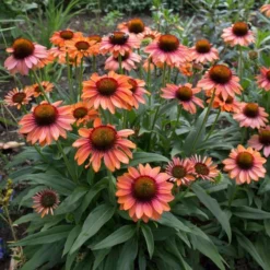 Echinacea Prima™ 'Ginger' -Leaf Sprigs Sales Store x600 29765