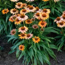 Echinacea Prima™ 'Ginger' -Leaf Sprigs Sales Store x600 29766