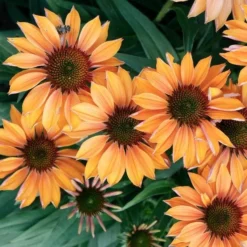 Echinacea Prima™ 'Ginger' -Leaf Sprigs Sales Store x600 29767