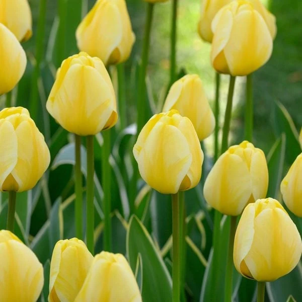 Tulip 'Jaap Groot' 1 Tulip 'Jaap Groot'