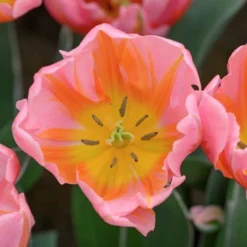 Tulip 'Pretty Princess' -Leaf Sprigs Sales Store x600 30013