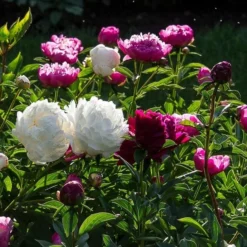 Old-Time Peony Collection 13 Old-Time Peony Collection -Leaf Sprigs Sales Store x600 30085