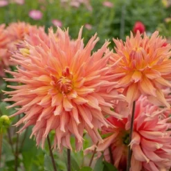 Dahlia 'Omega' -Leaf Sprigs Sales Store x600 30296