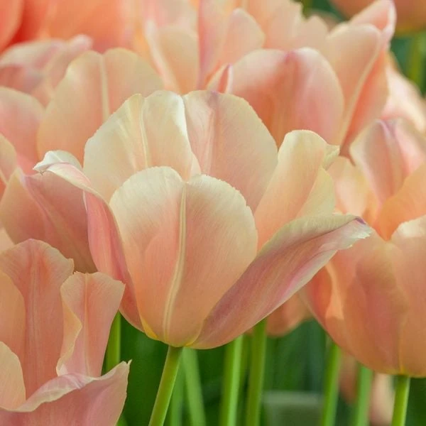 Tulip 'Apricot Foxx' 1 Tulip 'Apricot Foxx'