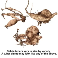 Summertime Splendor Dahlia Collection -Leaf Sprigs Sales Store x600 30544