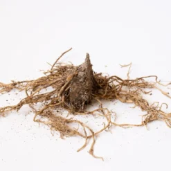 Collaboration For Part Shade For The South - Daffodils & Hosta -Leaf Sprigs Sales Store x600 30643