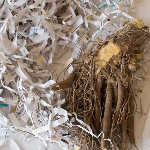 Hemerocallis (Daylily) 'Apricot Sparkles' - Reblooming 1 Hemerocallis (Daylily) 'Apricot Sparkles' - Reblooming