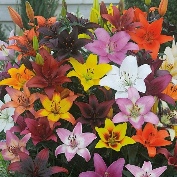 Bold Colors Asiatic Lily Mix 1 Bold Colors Asiatic Lily Mix