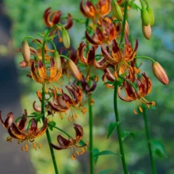 Lilium 'Arabian Knight' -Leaf Sprigs Sales Store x600 30788