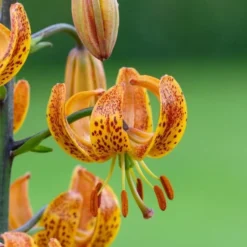 Lilium 'Sunny Morning'
