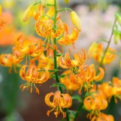 Lilium 'Sunny Morning' -Leaf Sprigs Sales Store x600 30799