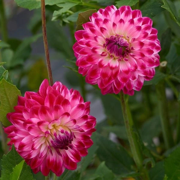 Dahlia 'Seniors Dream' 2 Dahlia 'Seniors Dream' - Image 2