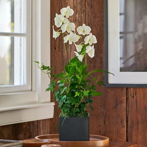 White Dendrobium Orchid Garden In 5" Ceramic Cachepot 2 White Dendrobium Orchid Garden In 5" Ceramic Cachepot - Image 2