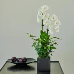 White Dendrobium Orchid Garden In 5" Ceramic Cachepot 5 White Dendrobium Orchid Garden In 5" Ceramic Cachepot -Leaf Sprigs Sales Store x600 31209