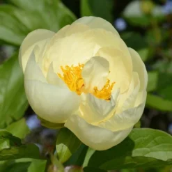 Peony 'Lemon Chiffon' -Leaf Sprigs Sales Store x600 31214