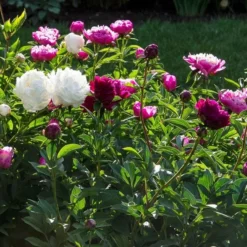 Old-Time Peony Collection 9 Old-Time Peony Collection -Leaf Sprigs Sales Store x600 31242