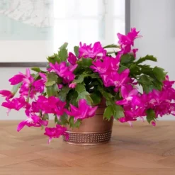 Leaf Sprigs Sales Store -Leaf Sprigs Sales Store x600 31346