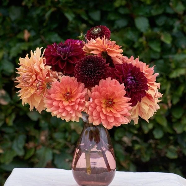 Jewels Of Autumn Dahlia Collection 1 Jewels Of Autumn Dahlia Collection