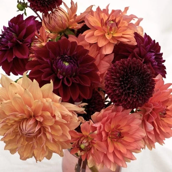 Jewels Of Autumn Dahlia Collection 2 Jewels Of Autumn Dahlia Collection - Image 2